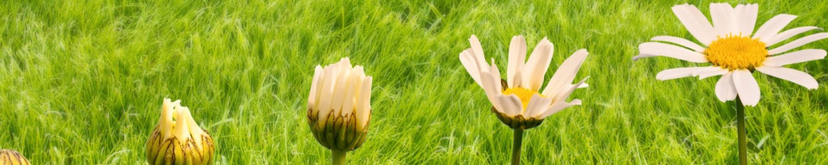 row of flowers opening as they grow