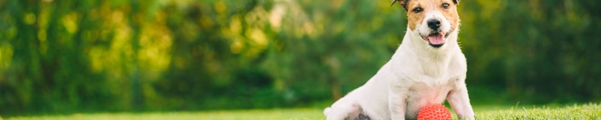 Perro jugando en el patio de una casa nueva con hipoteca