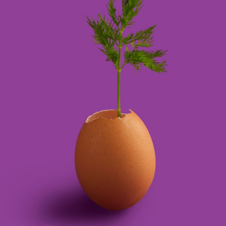 plant growing out of egg